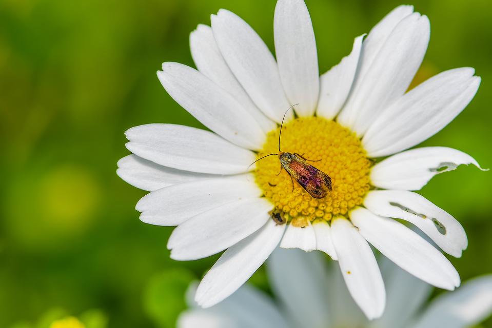 Adelidae - hosszúcsápú-tőrösmolyfélék