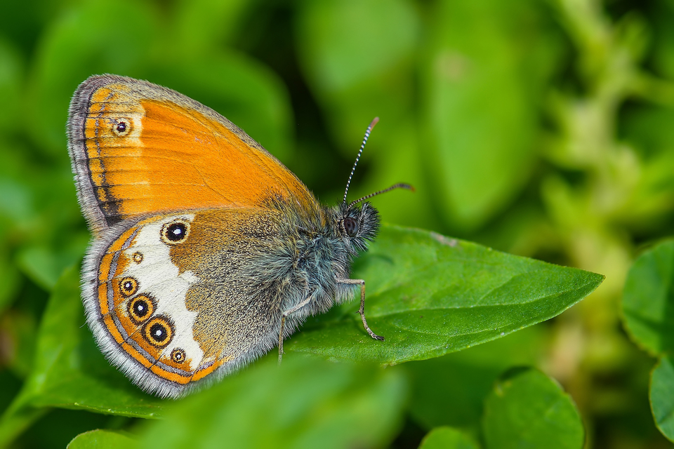 Coenonympha arcania - fehéröves szénalepke