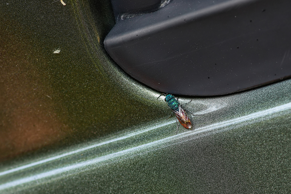 Chrysididae - fémdarazsak