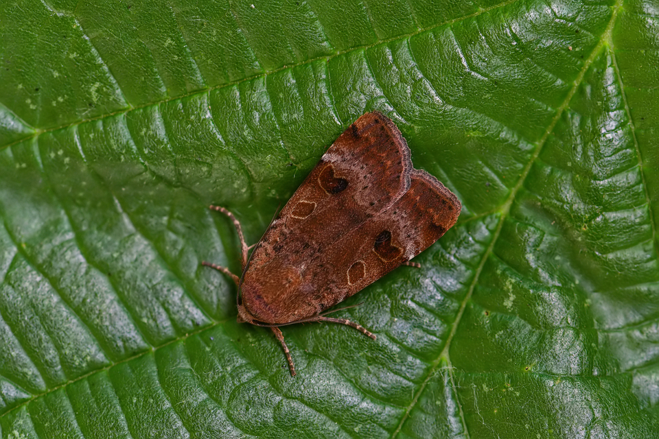 Noctua interposita - köztes sárgafűbagoly