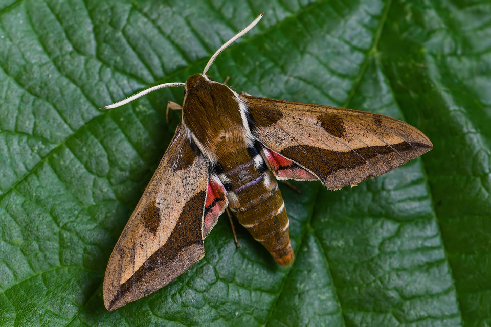 Hyles euphorbiae - kutyatejszender