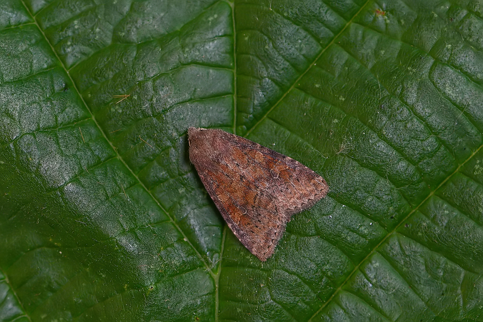 Parastichtis suspecta - sötét erdeibagoly