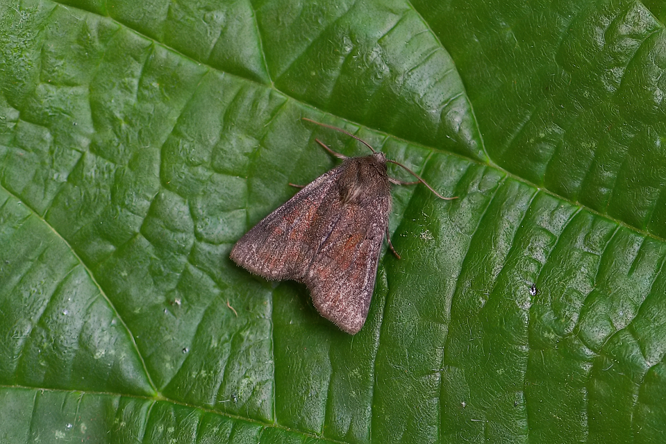 Oligia strigilis/latruncula/versicolor