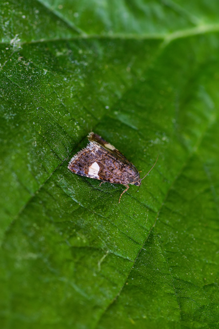 Tyta luctuosa - fekete nappalibagoly