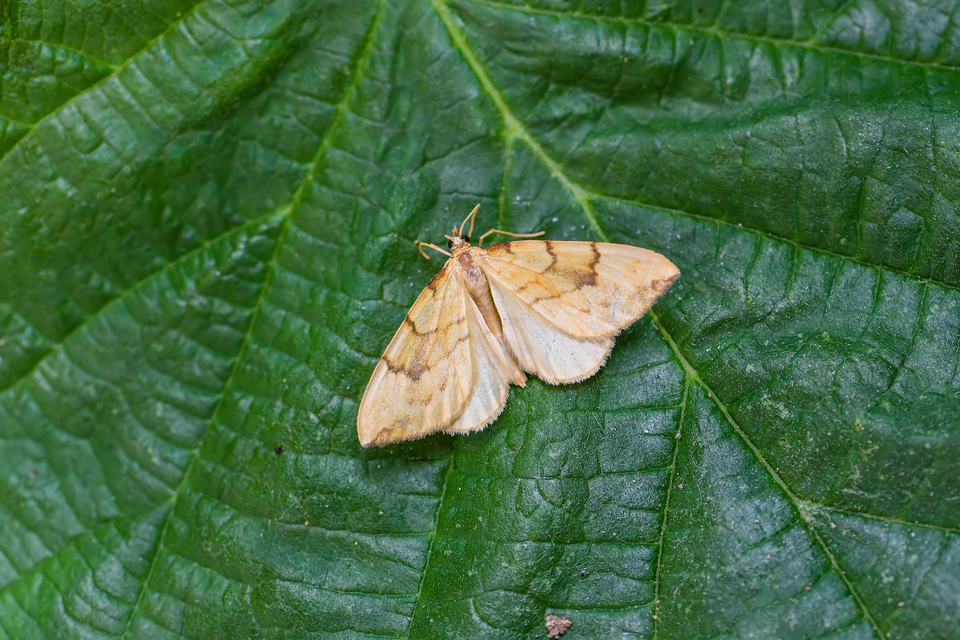 Eulithis pyraliata - sárga galajaraszoló
