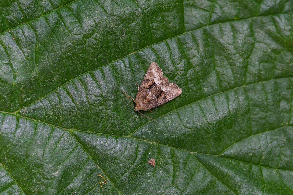 Oligia strigilis/latruncula/versicolor
