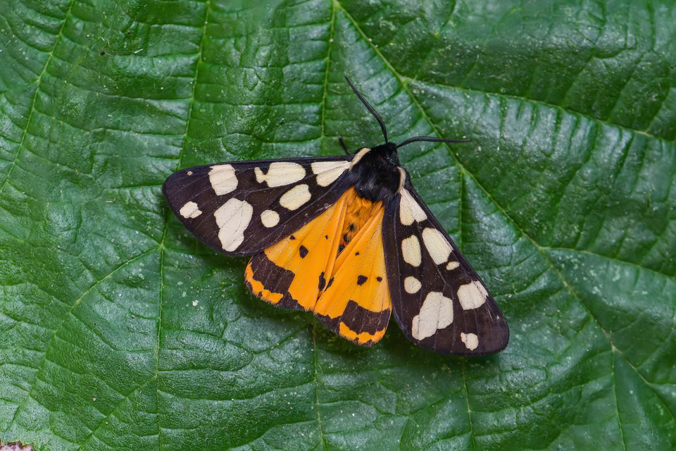 Arctia villica - fekete medvelepke