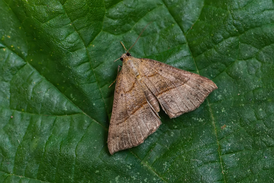 Hypena proboscidalis - ormányos karcsúbagoly