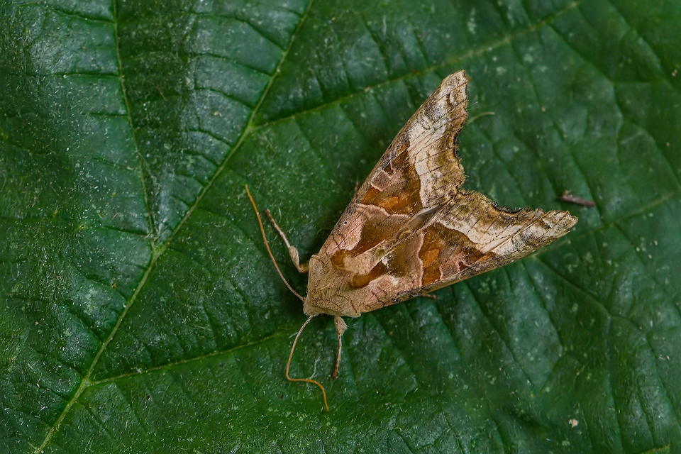 Phlogophora meticulosa - vándorló csipkésbagoly