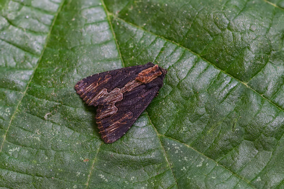 Dypterygia scabriuscula - szurokbarna nyáribagoly