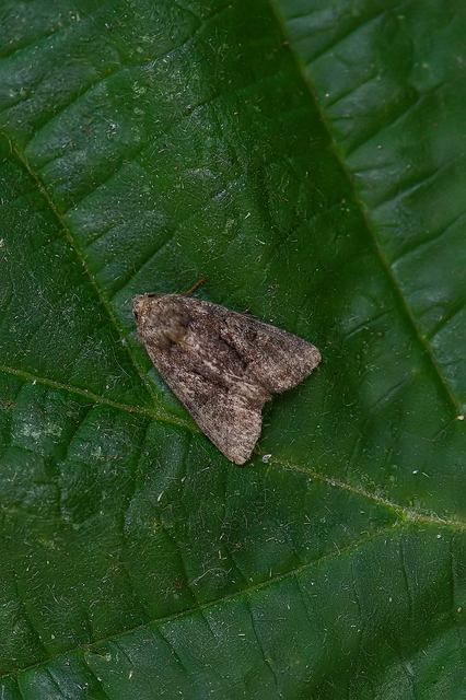Oligia strigilis/latruncula/versicolor