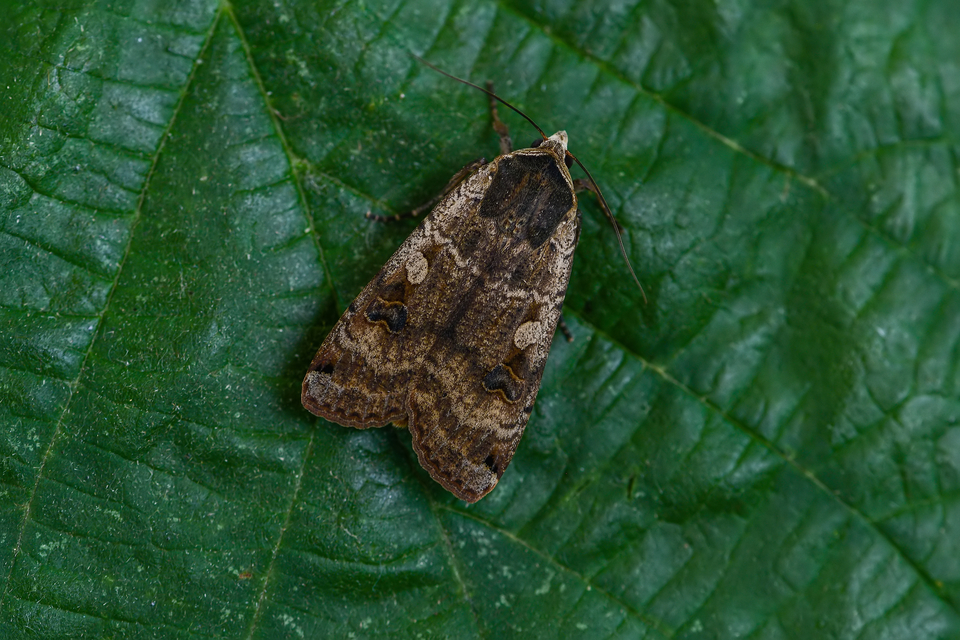 Noctua pronuba - nagy sárgafűbagoly