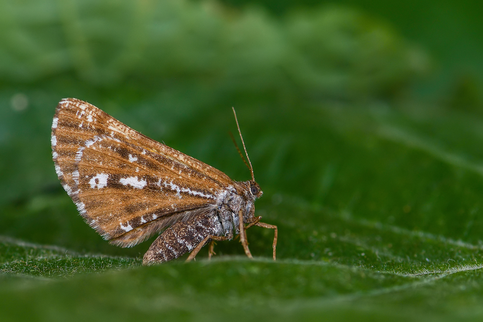 Bupalus piniaria - fenyőaraszoló