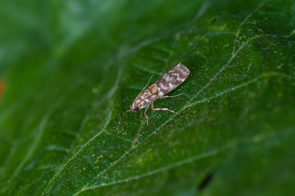 Dioryctria