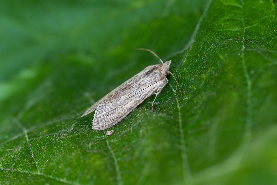 Cucullia umbratica - közönséges csuklyásbagoly