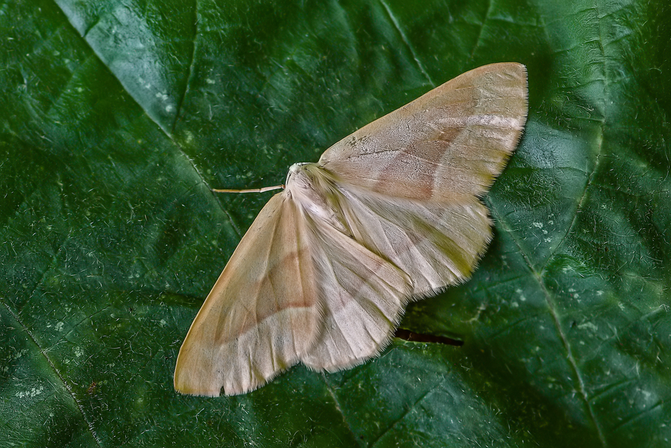 Hylaea fasciaria - erdeifenyő-sávosaraszoló