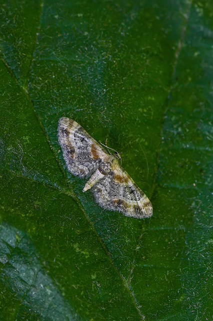 Eupithecia linariata - vonalas törpearaszoló