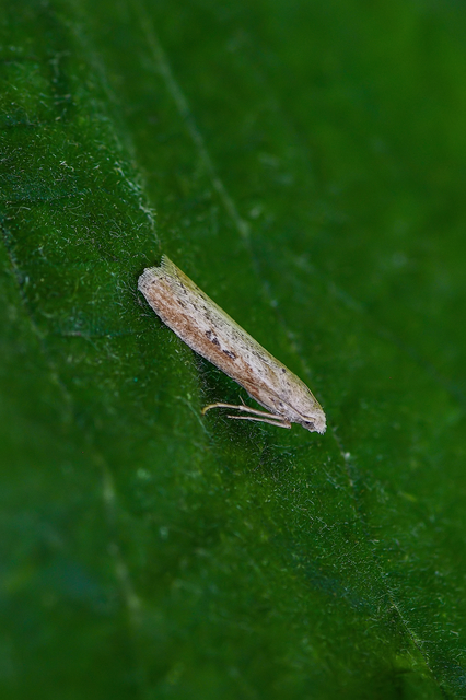 Lamoria