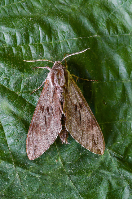 Hyloicus pinastri - fenyőszender