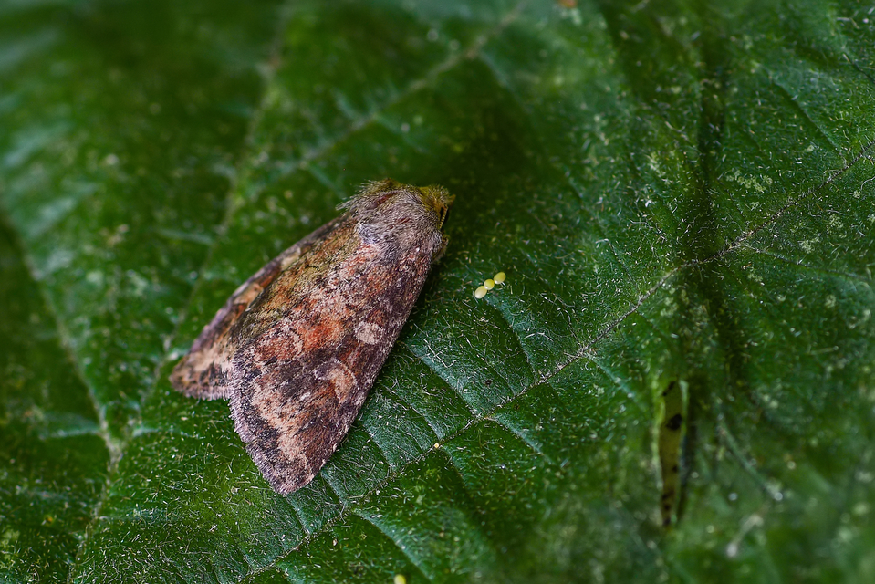 Parastichtis suspecta - sötét erdeibagoly