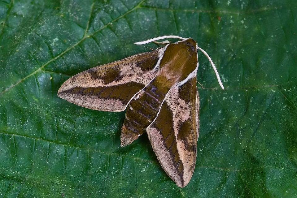 Hyles euphorbiae - kutyatejszender