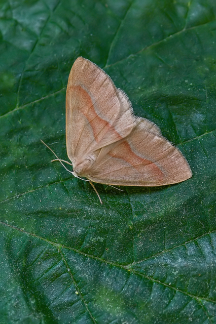 Hylaea fasciaria - erdeifenyő-sávosaraszoló