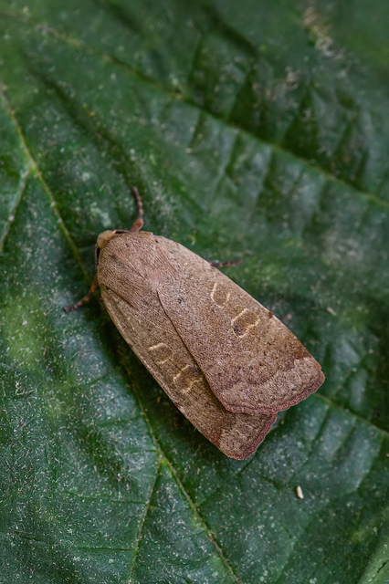 Noctua comes - kis sárgafűbagoly