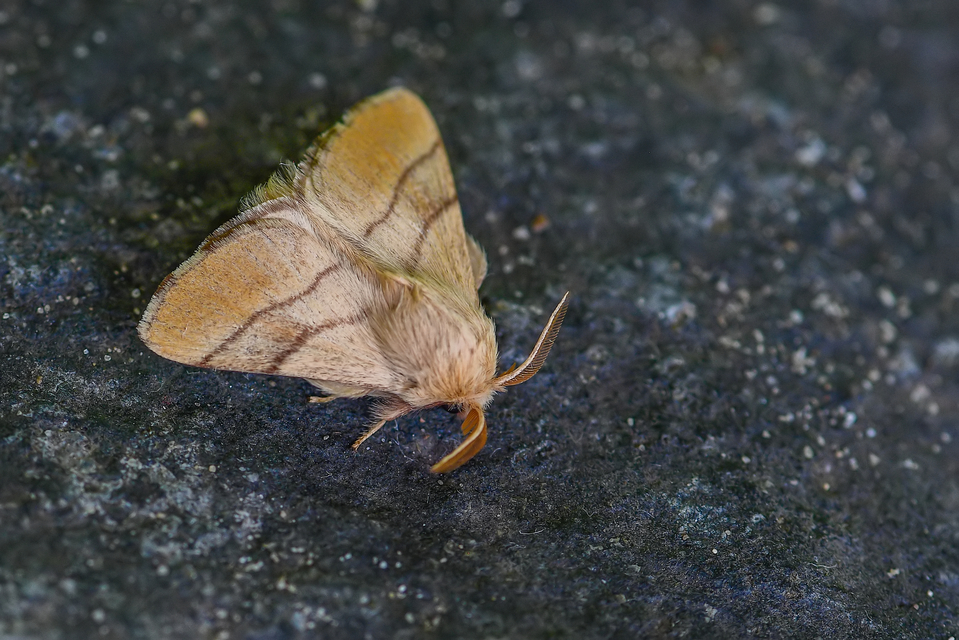 Malacosoma neustria - gyűrűsszövő
