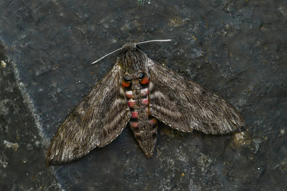 Agrius convolvuli - szulákszender