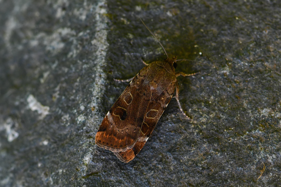 Noctua interposita - köztes sárgafűbagoly