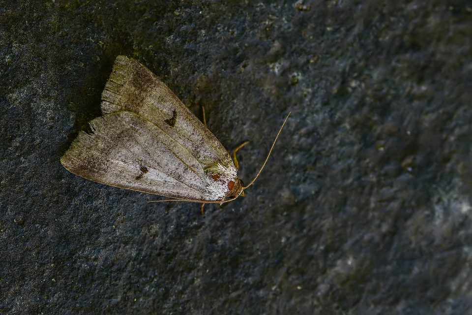 Lygephila pastinum - közönséges csüdfűbagoly