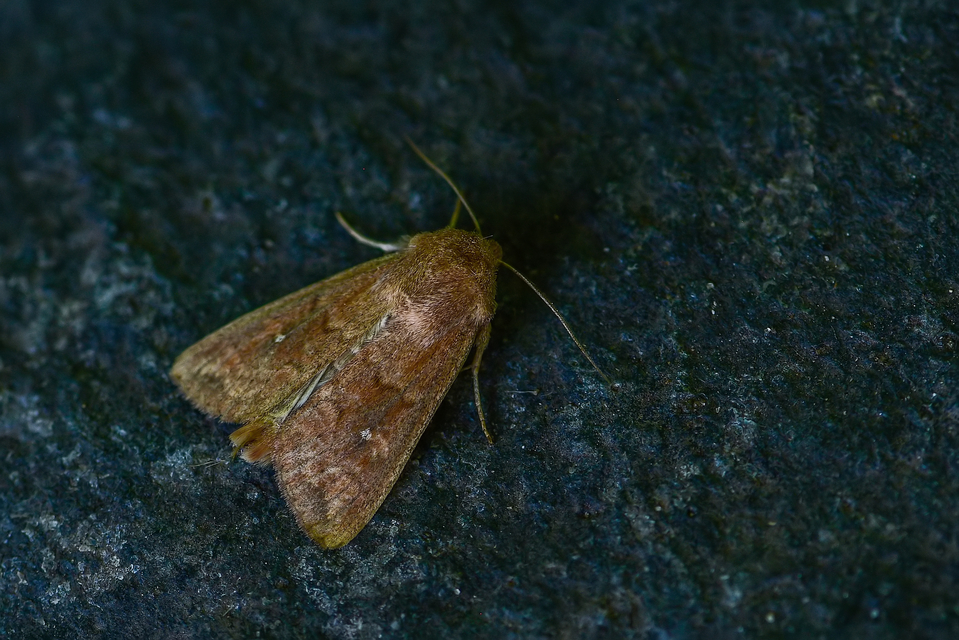 Mythimna albipuncta - fehérpettyes rétibagoly