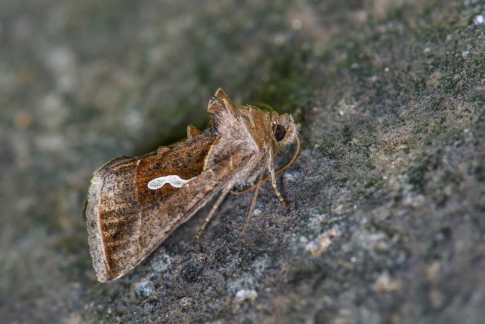 Macdunnoughia confusa - cseppfoltos ezüstbagoly