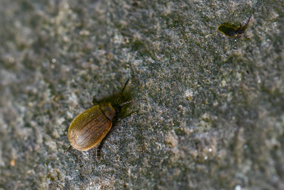 Galeruca pomonae - barna olajosbogár