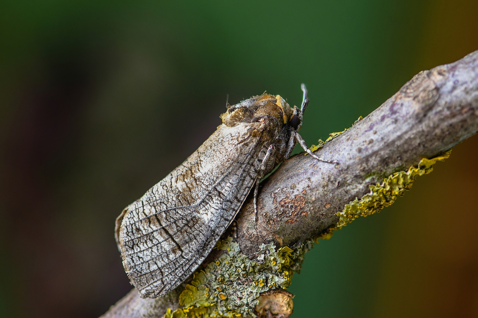Cossus cossus - fűzfarontólepke