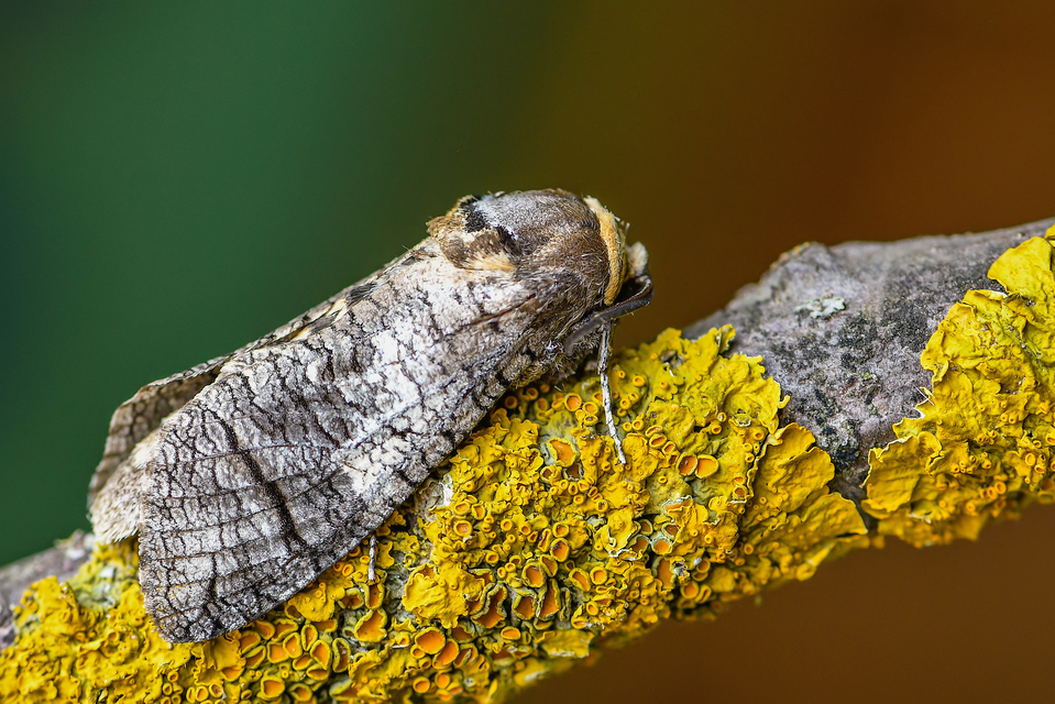 Cossus cossus - fűzfarontólepke