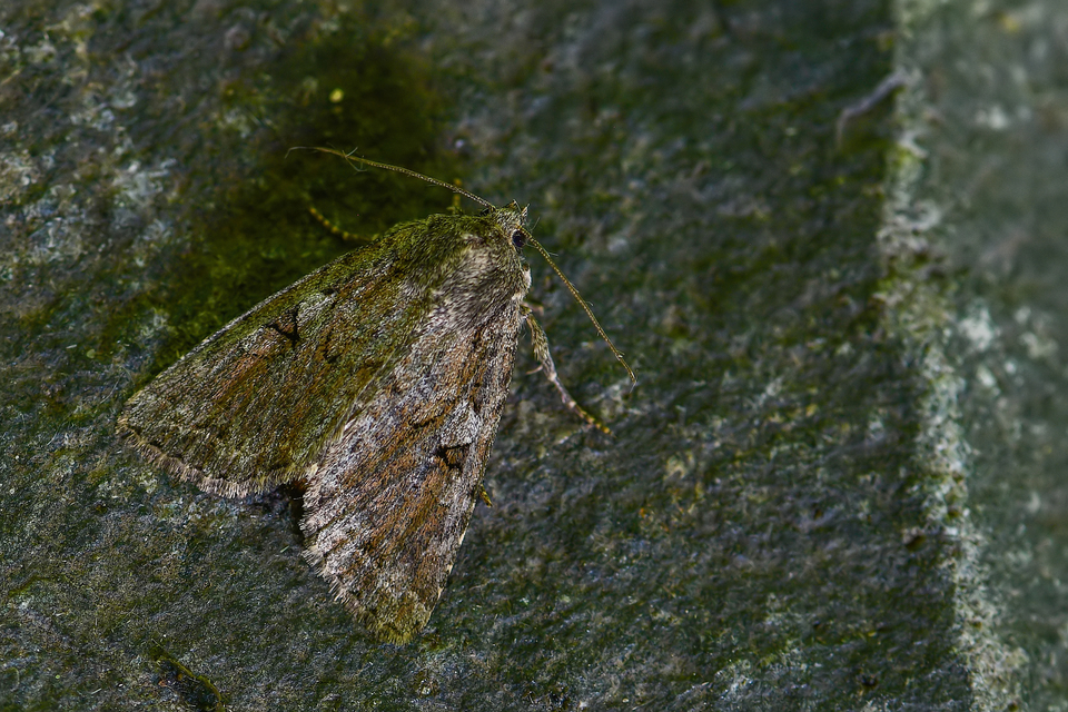 Apterogenum ypsillon - ipszilon-erdeibagoly