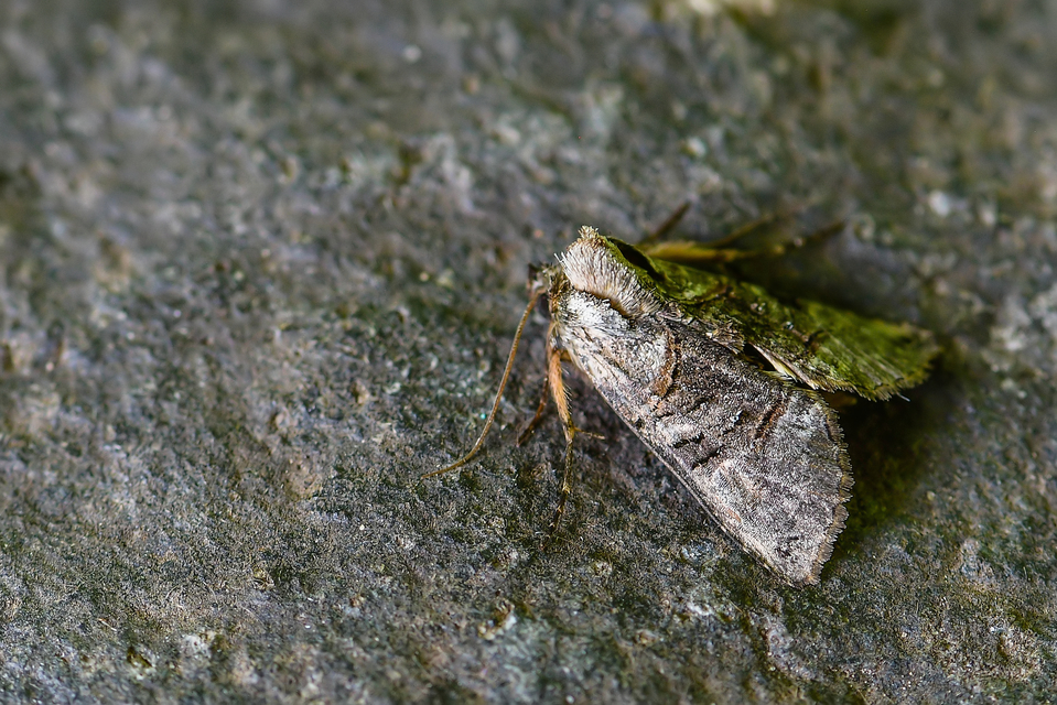 Abrostola tripartita - szürkeövű csalánbagoly