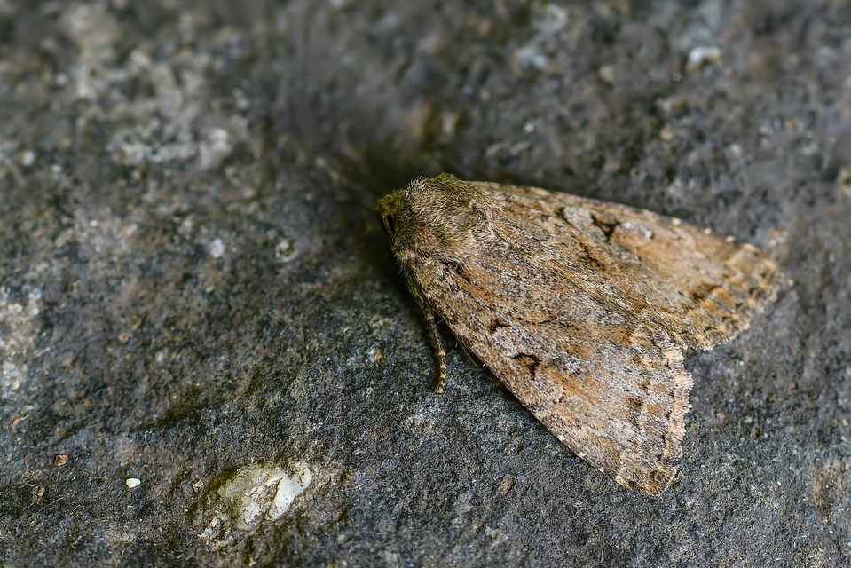 Apterogenum ypsillon - ipszilon-erdeibagoly