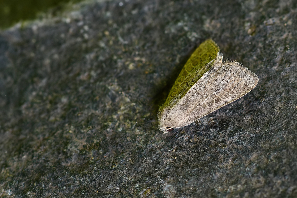 Parastichtis suspecta - sötét erdeibagoly