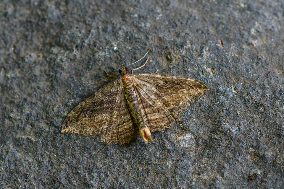 Philereme transversata - varjútövis-araszoló