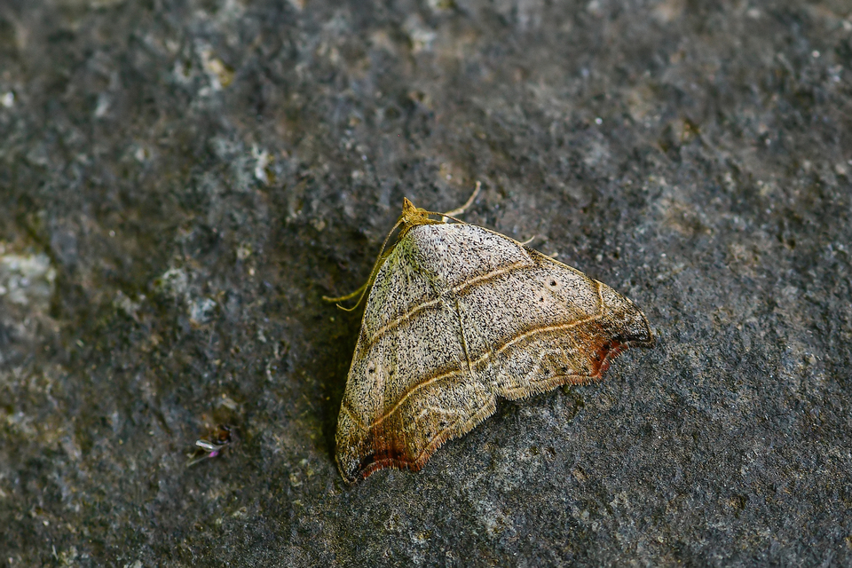 Laspeyria flexula - zuzmóbagoly