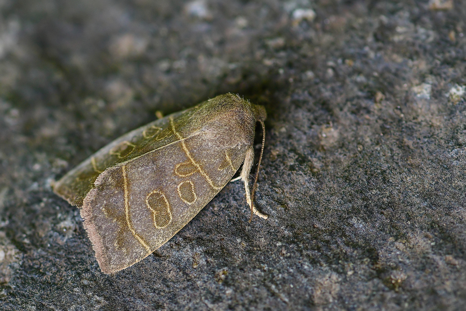 Ipimorpha subtusa - csúcsos nyárfabagoly