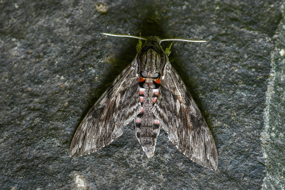Agrius convolvuli - szulákszender