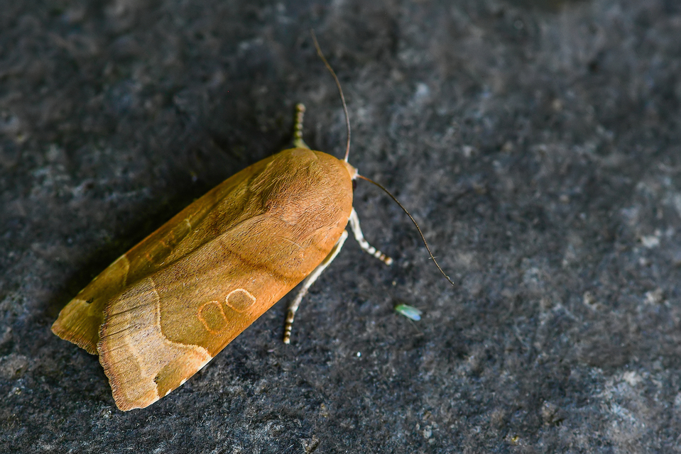 Noctua fimbriata - szélessávú sárgafűbagoly