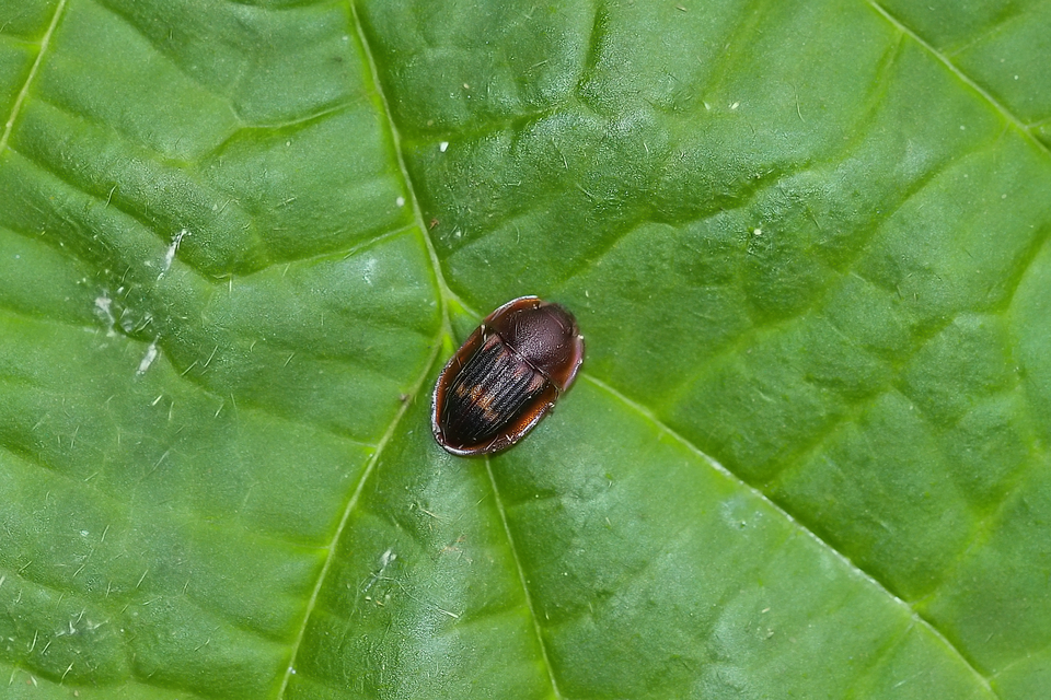 Amphotis marginata - hangyász fénybogár Amphotis marginata - hangyász fénybogár