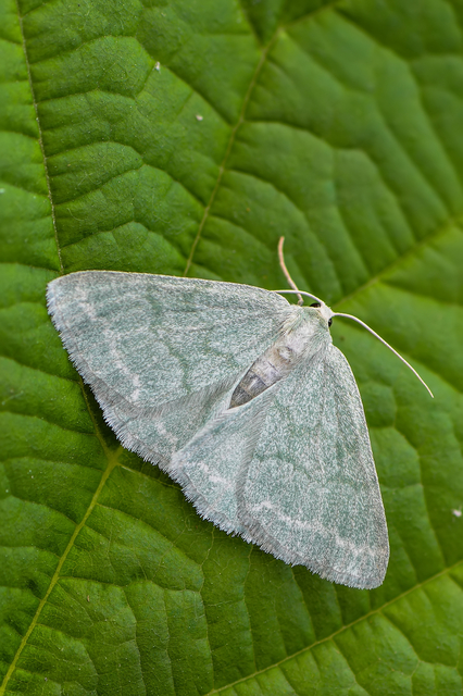 Pseudoterpna pruinata - hamvas zöldaraszoló