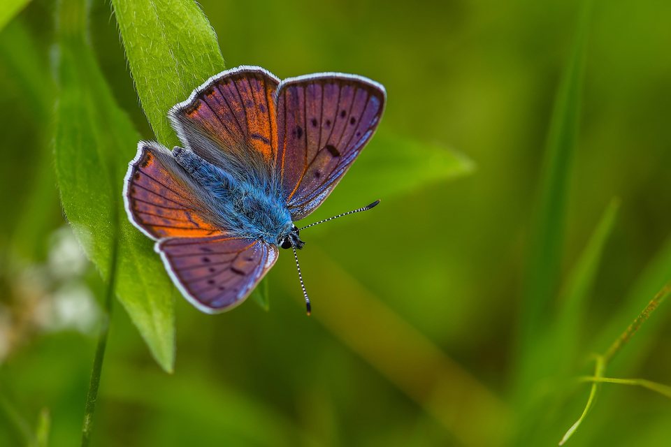 Lycaena alciphron - ibolyás tűzlepke