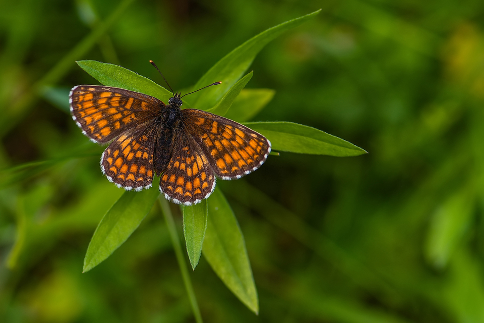 Melitaea athalia/aurelia/britomartis