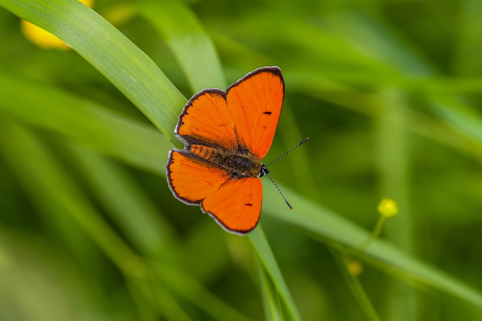 Lycaena dispar rutilus - nagy tűzlepke